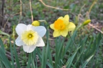Not wild, but beautiful. Backyard daffodils